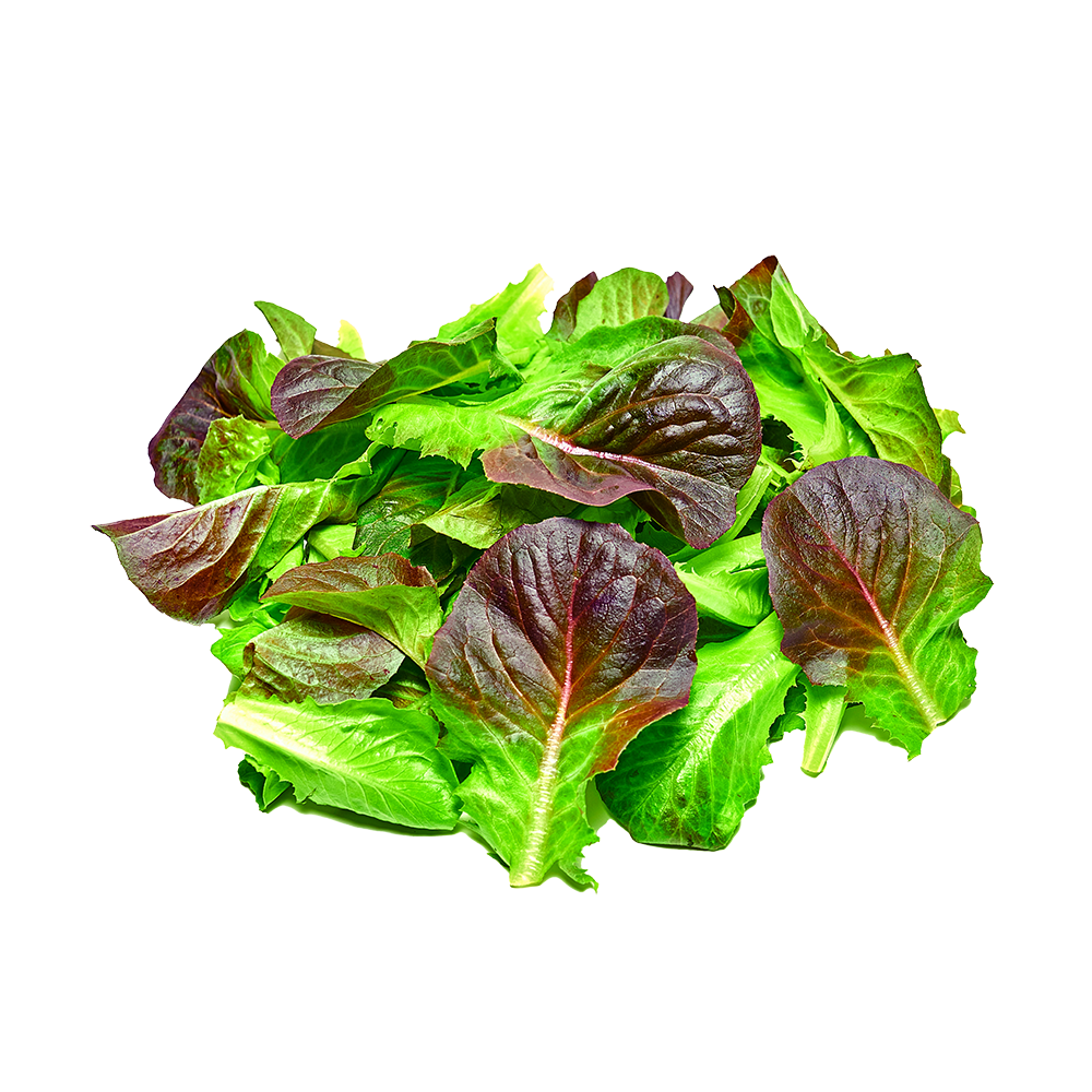 Crystal Red Lettuce